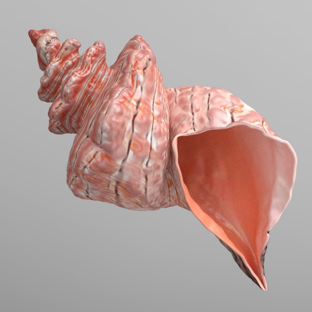 Conch shell preview image 2